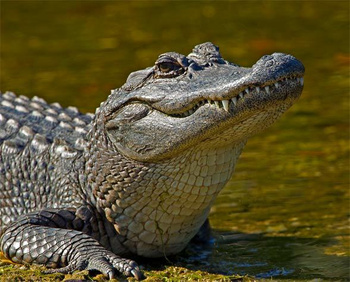 DEWALT PIŁA ALIGATOR 1600W DWE396 295mm POROTHERM 12